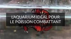 L Aquarium Ideal Pour Le Poisson Combattant Materiel Aquatique Com