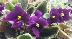 Image result for Saintpauliopsis