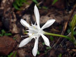Pancratium Triflorum Pankusum