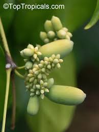 Image result for Gnetum