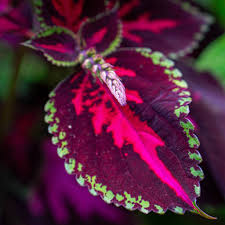 Image result for Coleus guerkei