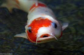 Devostock Animal Koi Rare Fish Orange White Water 4k Rare Fish Koi Fish Koi