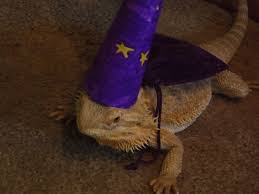This Is A Dumble Dore Wizard Dumble Lizard Parrot