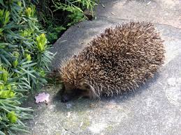 Fotograf Dikenli Hayvan Vahsi Hayat Memeli Fauna Hayvanlar Omurgali Echidna Erinaceidae Evcillestirilmis Kirpi 2560x1920 999138 Ucretsiz Resimler Pxhere