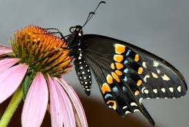 The state butterfly of oklahoma, this butterfly is also known as the american swallowtail, or parsnip swallowtail. Eastern Black Swallowtail Papilio Polyxenes Asterius