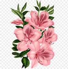 This file was uploaded by ukcrhcnl and free. Medium Image Drawing Of Pink Flowers Png Image With Transparent Background Toppng