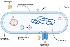 Aktiviti dear friends, i am connected to 1000's of recruiters and business leaders.please share. Antibiotics Free Full Text Prevalence Of Antimicrobial Resistance Amr Salmonella Spp And Escherichia Coli Isolated From Broilers In The East Coast Of Peninsular Malaysia Html