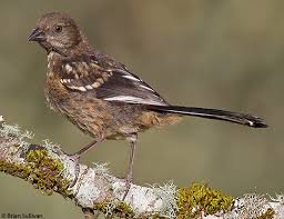 Image result for towhee