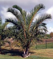 Image result for Raphia rostrata