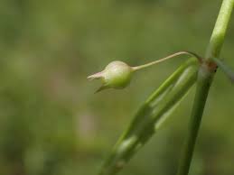 Image result for Oldenlandia lancifolia