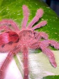 Image result for Rosa sp.