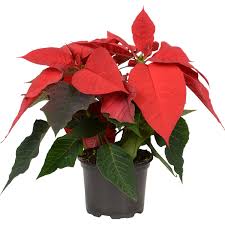 Weihnachtsstern Rot Topf ø Ca 105 Cm Euphorbia Pulcherrima