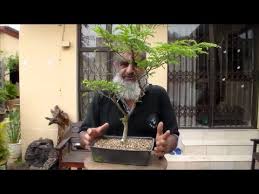 Image result for Dalbergia bracteolata