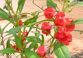 Image result for Pogonospermum attenuifolium