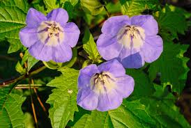 Image result for Nicandra physalodes