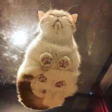 30 Adorable Cats Sleeping On Glass Tables Demilked In 2020 Cute Cats Cat Sleeping Cats On Glass Tables