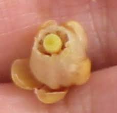 Image result for Khaya grandifoliola