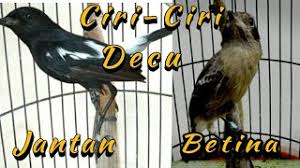 By kicaumania posted on december 2, 2020 december 2, 2020. Ciri Ciri Burung Decu Jantan Betina Youtube