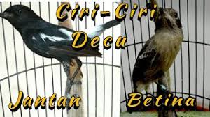 Burung decu wulung pasti gaspol gacor!!! Ciri Ciri Burung Decu Jantan Betina Youtube