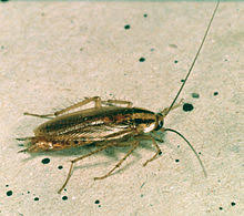 Trouvez un moyen efficace pour se débarrasser des cafards de jardin, noir, volant ou blattes. Blatte Germanique Wikipedia