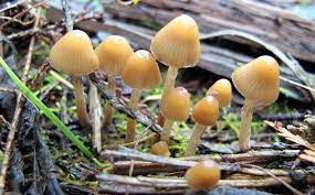 Poznate su pod popularnim nazivom čarobne gljive te se smatraju psihodeličnom drogom. Znate Li Koja Je Najsigurnija Rekreacijska Droga