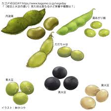 枝豆と大豆の種類と違い解説イラスト | Hayasi Tarou Illustration