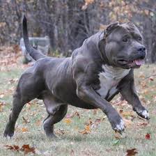 Love American Bully Shared A Photo On Instagram Photo By In 2020 Bully Breeds Dogs American Bully Pitbull Bully Dog