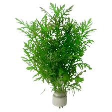 Image result for Hygrophila spiciformis