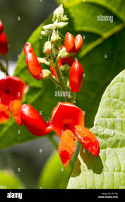 Image result for Rhynchosia tricuspidata