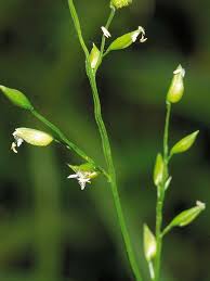 Image result for Pseudechinolaena polystachya