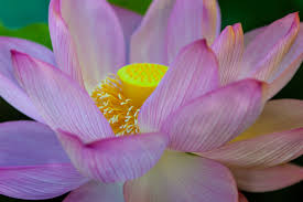 Maybe you would like to learn more about one of these? Lotus Flower And Season In Tokyo Where To View Lotus Flowers