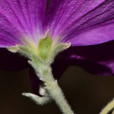 Image result for Eriosema monticola