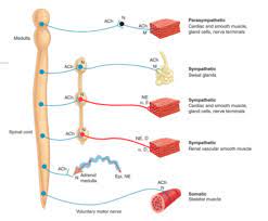 Autonomic Nervous System Flashcards Quizlet