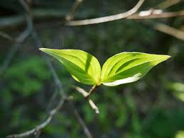 Maybe you would like to learn more about one of these? Kousa Dogwood Tree Of The Week Bygl