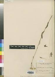 Image result for Conyza limosa