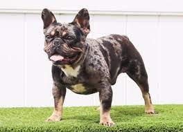 Check spelling or type a new query. 88 Full Grown Blue Merle French Bulldog L2sanpiero