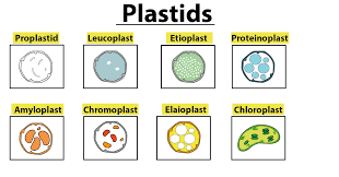 What Is The Primary Function Of Leucoplast?​ - Brainly.In