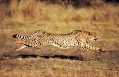 Image result