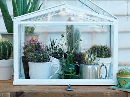 Amazing Collection Of Cacti And Succulents Indoor Greenhouse Plants Mini Greenhouse