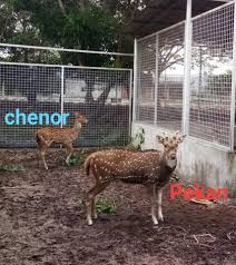 Contextual translation of seperti rusa masuk kampung into english. Pasangan Rusa Peliharaan Ump Lahir Anak Kedua Ump News