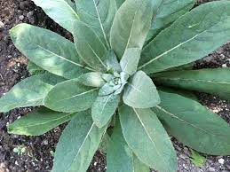 When i stopped babying this plant it went wild. Similar To Lamb S Ear
