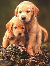 Weitere ideen zu süße tiere, tiere, tierbilder. Dreamies De Niedliche Hunde Susse Hunde Tiere