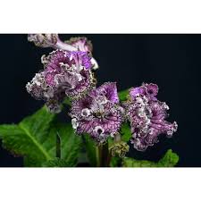 Image result for Streptocarpus solenanthus × eylesii