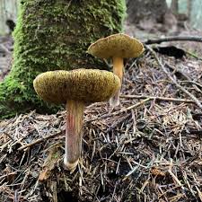 Image result for Xerocomellus diffractus