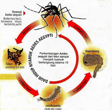 Demam denggi adalah sejenis penyakit jangkitan virus yang merebak melalui gigitan nyamuk terdapat empat (4) jenis virus yang boleh menyebabkan demam denggi (den 1, den 2, den 3 dan den 4). Nyamuk Aedes Tanda Tanda Cara Pencegahan Dan Cara Mengatasi