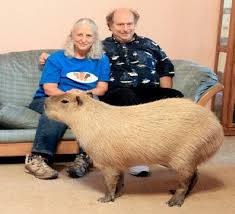 Pin On World S Biggest Pets