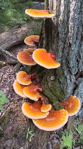 Image result for Ganoderma tsugae