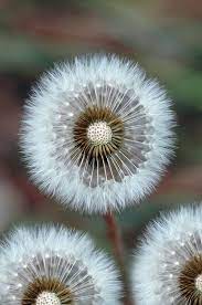 F77795601876ffcf33875615ca38766f Large Jpg 500 753 Pixels Beautiful Flowers Dandelion Flowers