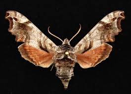 Image result for Actiniopteris dimorpha