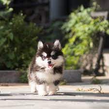 A bored pomsky can act out and become destructive. Gucci Teacup Pomsky For Sale Tiny Teacup Pups
